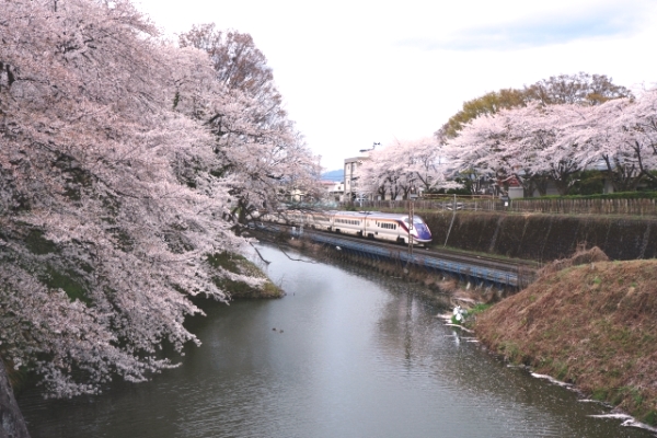 霞城公園桜と山形新幹線